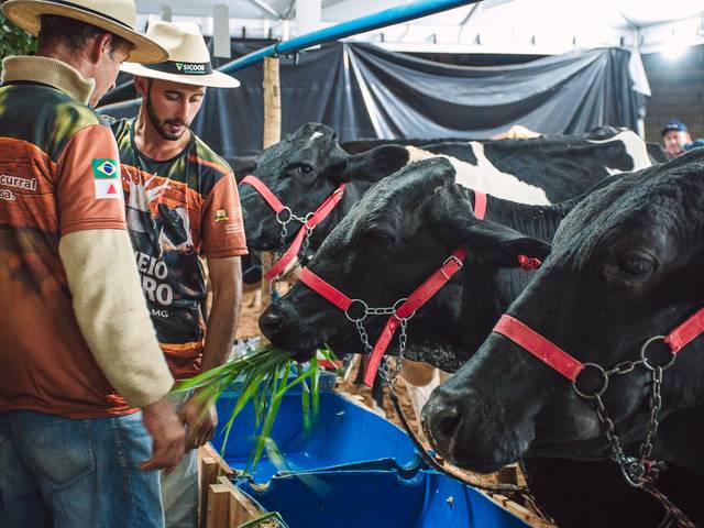 Torneio Leiteiro de I Torneio Leiteiro 2025