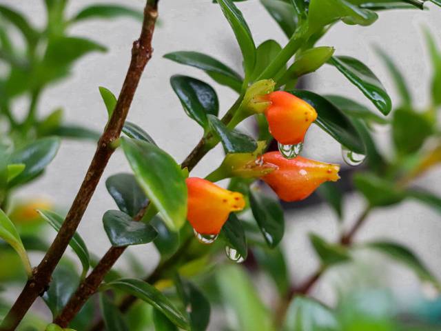 Flores de Peixinho