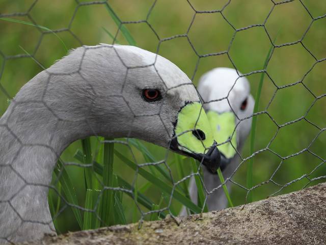 Animais de Casal de Gansos
