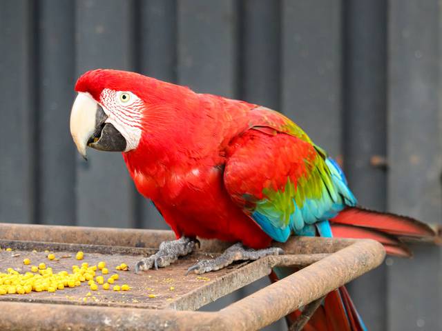 Animais de Arara vermelha