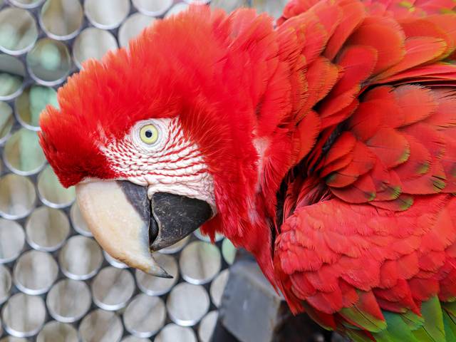 Animais de Arara vermelha (close)