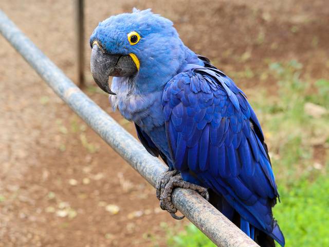 Animais de Arara azul
