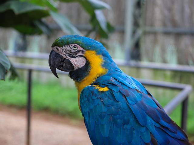 Animais de Arara Canindé
