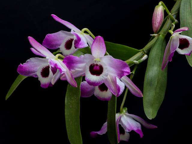 Flores de Orquídea olho de boneca