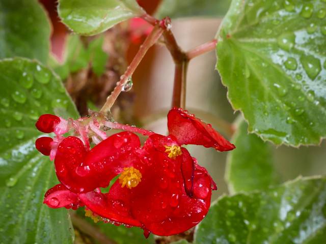 Flores de Begônia Rex
