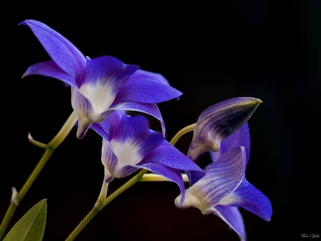 Fine Art de Orquídea roxa