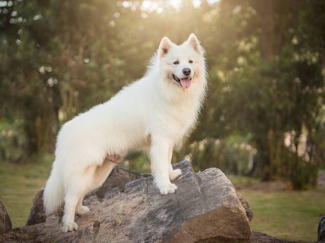 Luz, Camera, aCão de Al Pacino