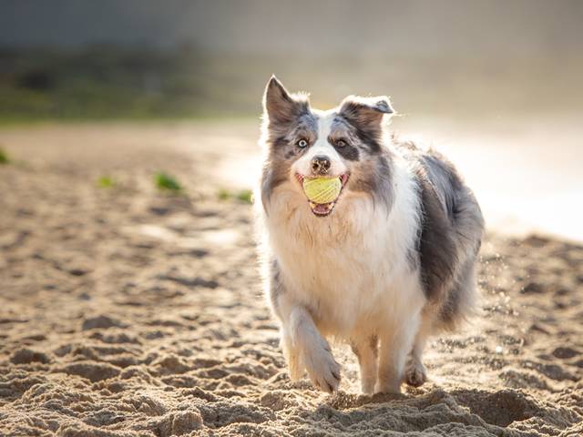 Luz, Camera, aCão de Doc