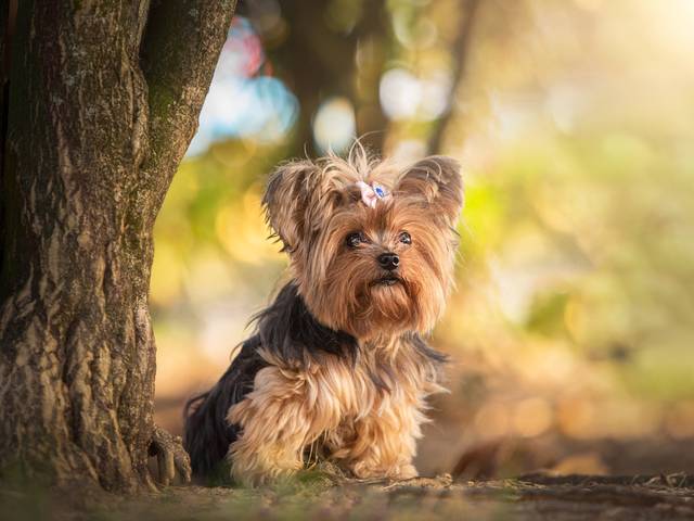 Luz, Camera, aCão de Athina e Petit