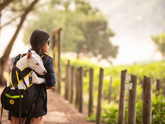 Luz, Camera, aCão de Amora