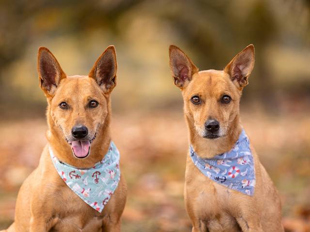 Externo de Buzz e Woody