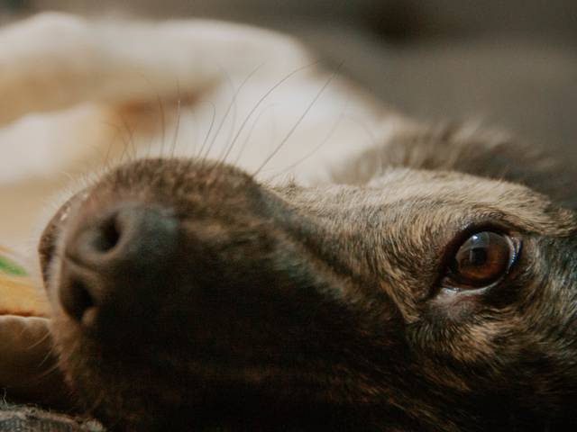 Pets de FOTOGRAFIA DE ANIMAIS COTIDIANO & POESIA • ENSAIO FOTOGRÁFICO PET EM SP • REGINA