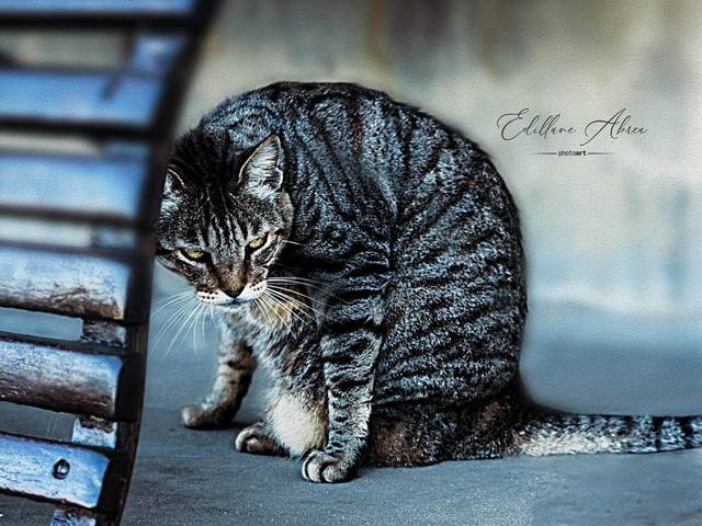 Pets de Fotografia de Pets