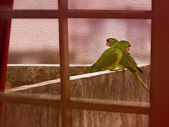 Pets de Fotografia de Pássaros