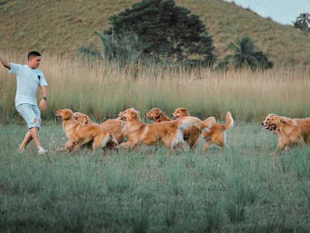 Foto Publicitária de GOLDEN HOOD KENNEL