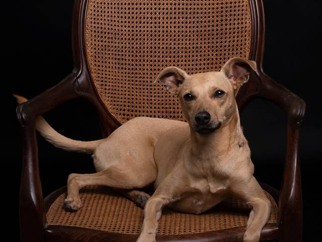 Foto Publicitária de BICHOS ARTISTAS