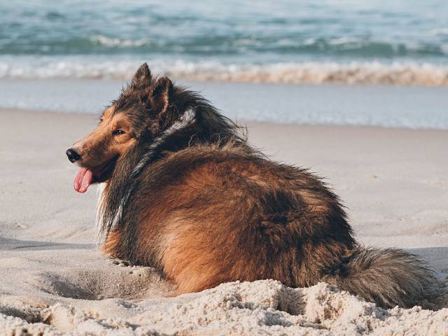 Ensaio Pet Família de Blue