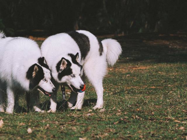 Ensaio Pet Família de Jon & Júnior