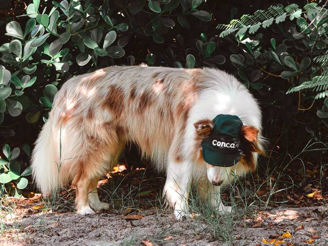 Ensaio Pet Externo de CONCA