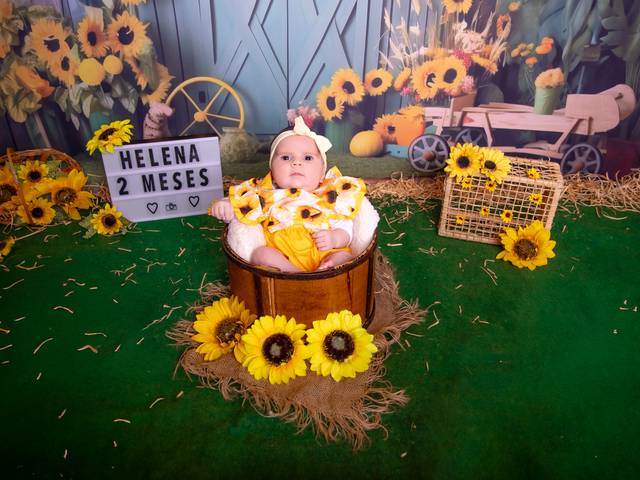 Acompanhamento de Girassol