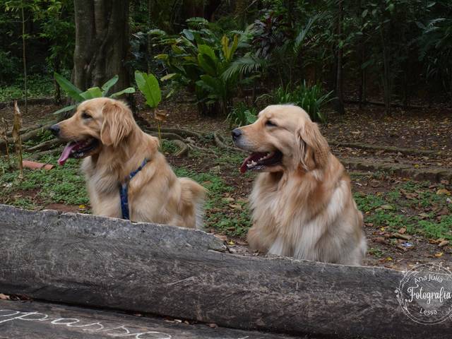 Ensaio Pet de Manu e Thomas 