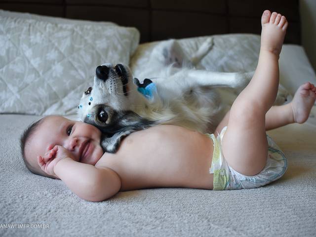 Famílias de Angelina e Pipoca