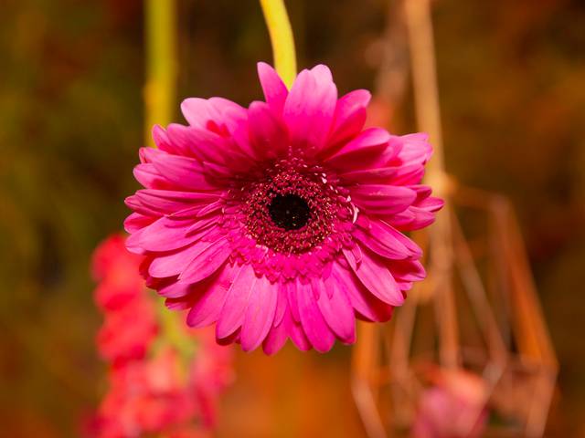 Festa Aniversário Adulto de FOTOGRAFIA FESTA ADULTO - CARLA - 48 ANOS