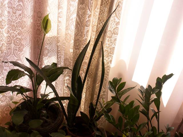 Jardins de Jardim da Casa de D. Rosa Branca