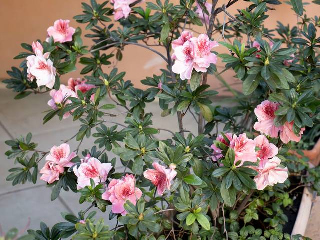 Jardins de Jardim do Edifício Bartolomeu Bueno da Silva