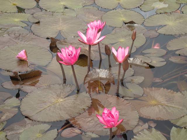 Jardim Botânico 01/03/2024 de Jardim Botânico - Rio de Janeiro - RJ