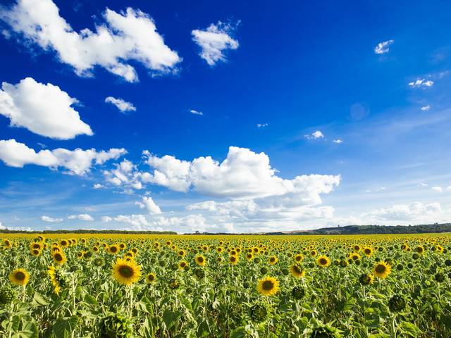 Ensaios de Plantação de Girassóis