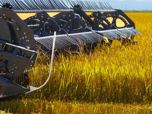 EVENTOS de COLHEITA DO ARROZ 2024