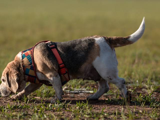 Animais de AMORA NO CAMPO DO CIDADE VERDE