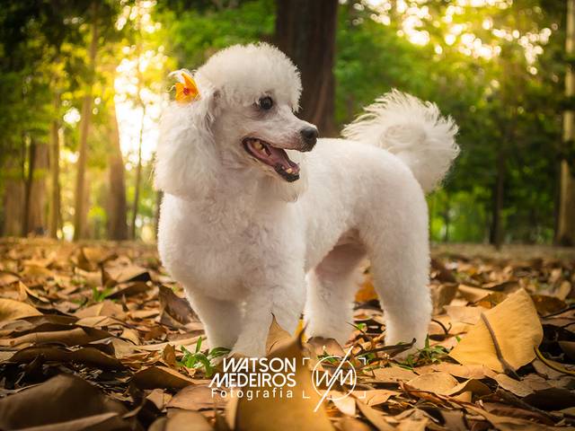 Ensaio PET de Ensaio Megh