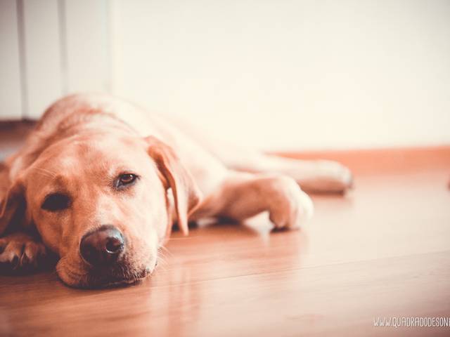 Wedding de PATRÍCIA + BRUNO