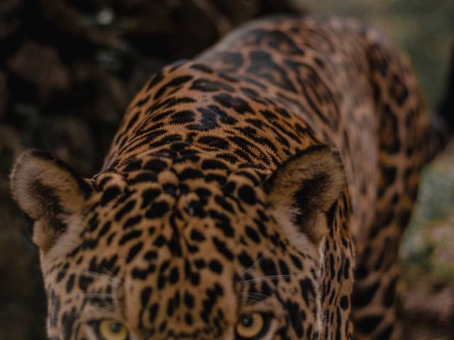 Turismo de Nex - No Extinction