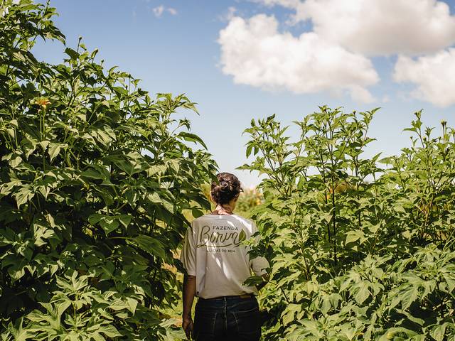 Publicidade de Fazenda Burin