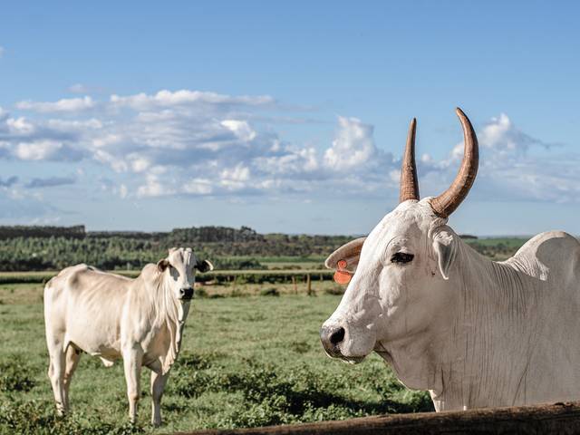 Publicidade de Fazenda Esplanada
