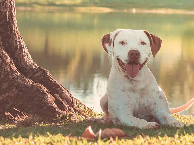 Ensaio Pet Externo de Uma experiência agradável e muito divertida ;)