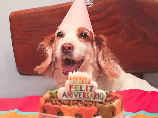 Aniversário Pet de Registros de momentos únicos