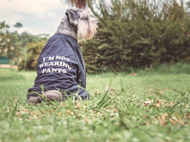 Foto de Produtos Pet de Fotos de roupas, acessórios e outros produtos pet para catálogos