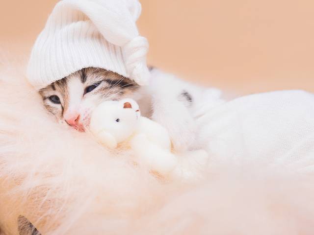 Newborn Pet e Filhotes de Uma recordação de uma fase linda