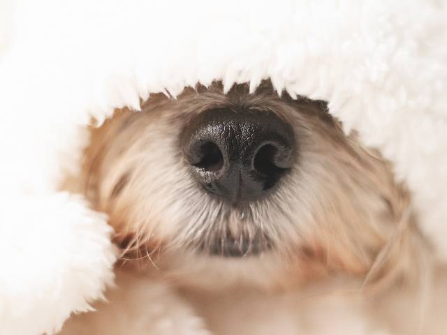 Ensaio Pet em Casa de Registros feitos no conforto da sua casa