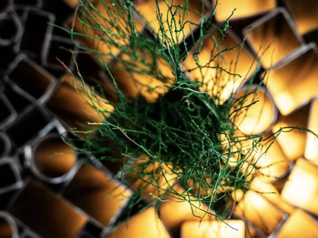 RAÍZES de :::RAÍZES:::