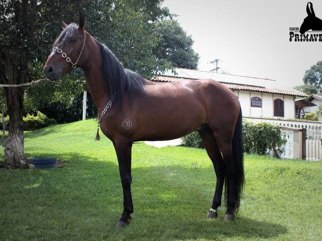 Ensaio  de Equinos e Muares