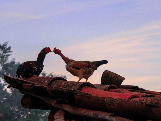 Urbano de Vida no Campo