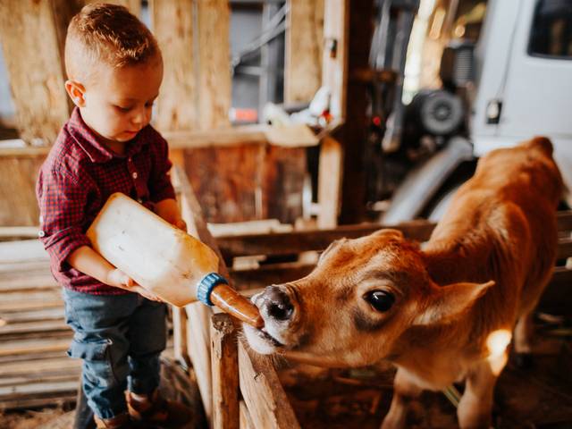 INFANTIL of 2 ANOS BERNARDO
