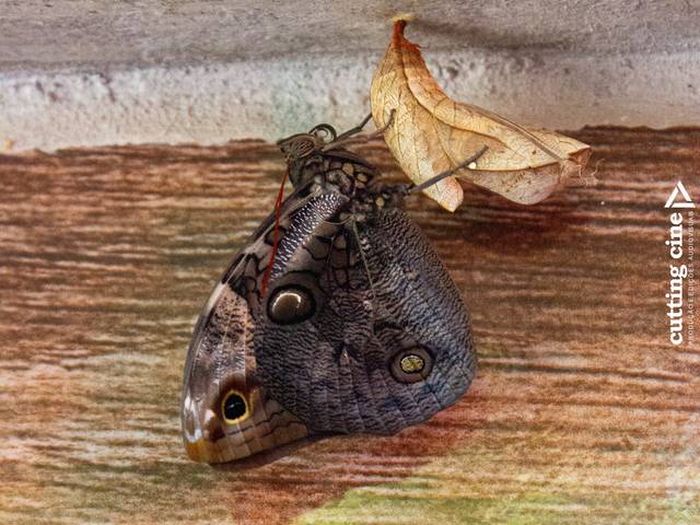 ANIMAIS  de NASCIMENTO DE UMA BORBOLETA 