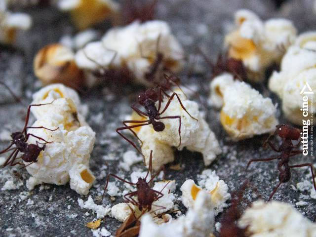 ANIMAIS  de FORMIGAS