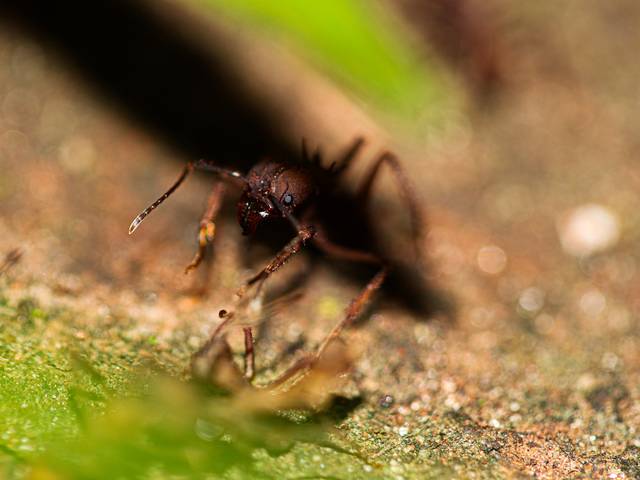 Autoral de Animalidade